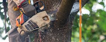 Lawn Maintenance Plans in Richmond Hill, GA