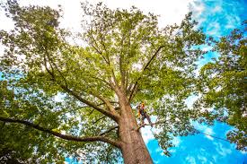 Best Lot and Land Clearing  in Richmond Hill, GA