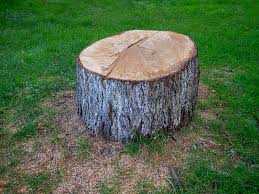 Best Arborist Consultation Services  in Richmond Hill, GA