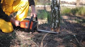 Pest Control for Lawns in Richmond Hill, GA