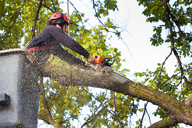 Best Tree Disease Treatment  in Richmond Hill, GA