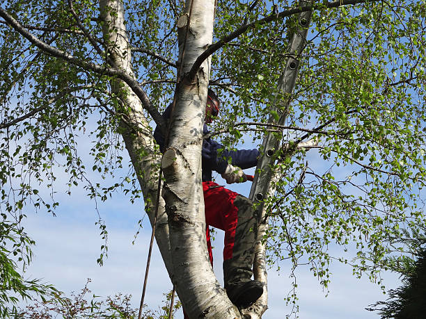 Best Commercial Tree Services  in Richmond Hill, GA
