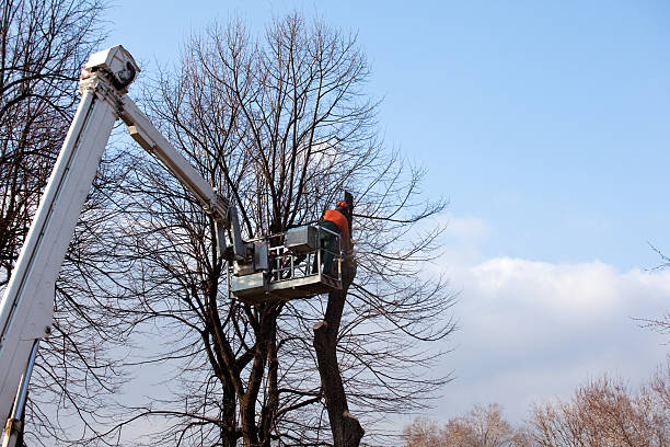 Best Aeration Services  in Richmond Hill, GA