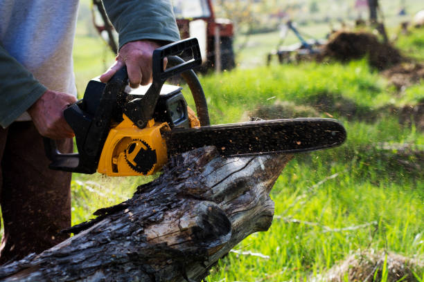 How Our Tree Care Process Works  in  Richmond Hill, GA