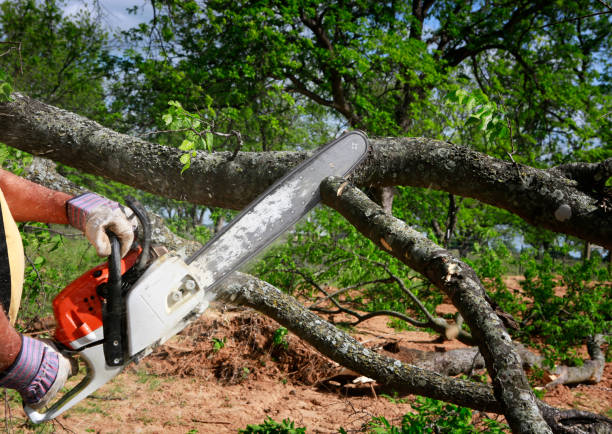Trusted Richmond Hill, GA Tree Care Experts