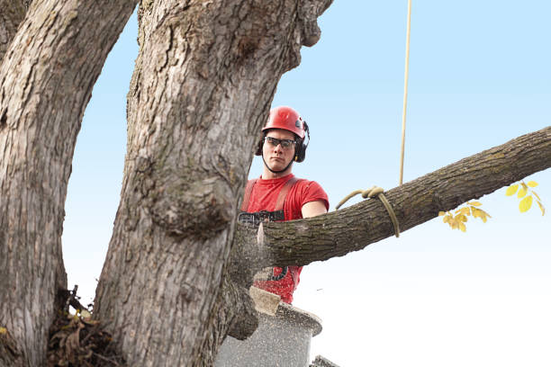 Leaf Removal in Richmond Hill, GA